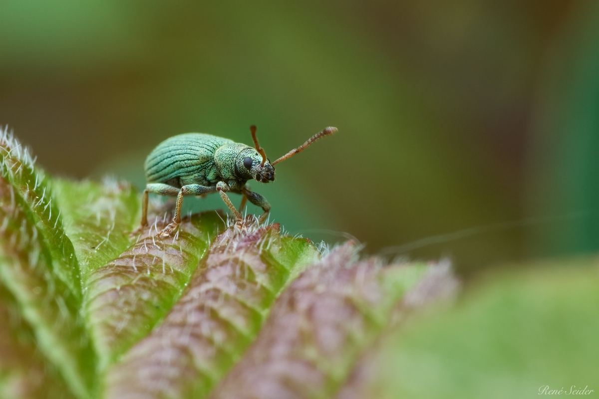 Phyllobius virideaeris